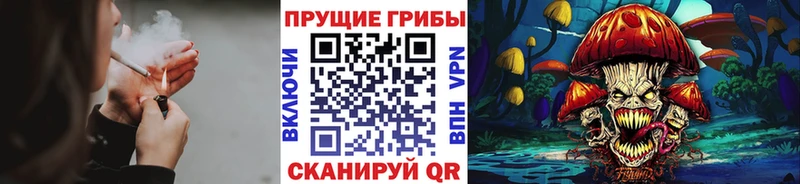 Купить где  Катайск  Псилоцибиновые грибы Cubensis 